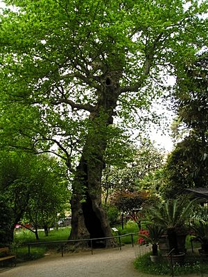 OrtoBotPadova Platanus orientalis 1