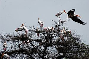 Painted stork