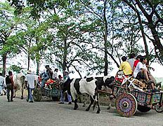 Pica e leña en Nicoya