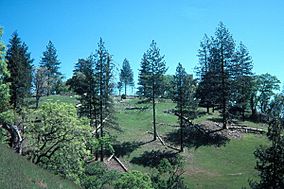 Pine Ridge Coe SP.jpg