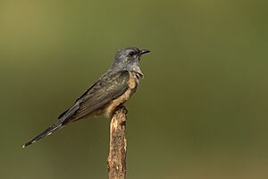 Plaintive Cuckoo-M