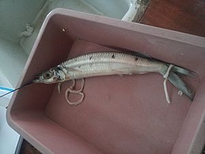 Preserved specimen of a Halfbeak