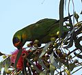 Purple-crowned lorikeet a