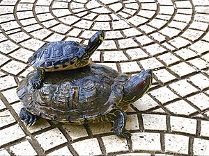 Red-eared and Yellow-bellied slider