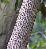 Rhododendron maxima Trunk Bark 2090px