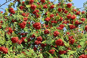 Rowan berries