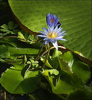 Royal Botanic Garden, Edinburgh (9458336048)