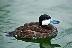 Ruddy Duck at Whipsnade Zoo.jpg