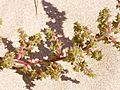 Salsola kali flowers