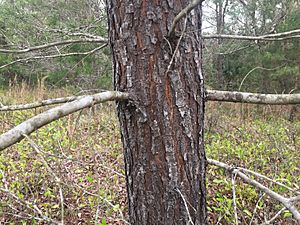 Sand pine bark