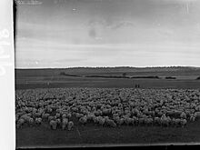 Sheep Station at Bungaree(GN08616)