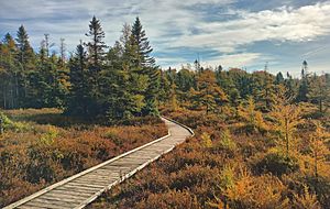 Sifton Bog boardwalk1