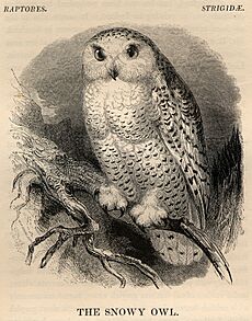 Snowy Owl from Yarrell History of British Birds 1843