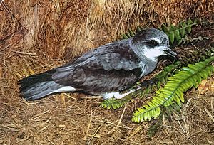 Soft-plumaged Petrel