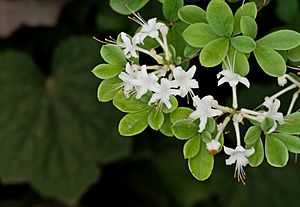 Swamp Azalea Blooming.jpg