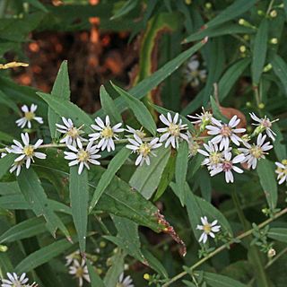 Symphyotrichum lateriflorum (15366184652) cropped