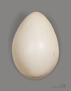 Tétras lyre MHNT