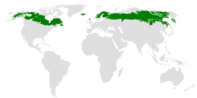 Taiga ecoregion