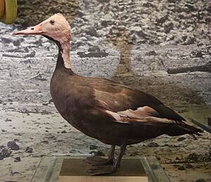 Taxidermied Rhodonessa caryophyllacea.JPG