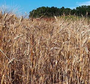 Triticum durum.jpg