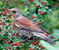 Turdus pilaris no