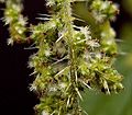 Urtica dioica35 ies