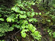 Viburnum lantanoides nb