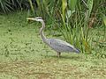 Water-bird-green-cay-florida-mar08