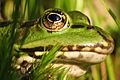 Waterfrog head