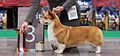 Welsh Corgi Pembroke. St. Petersburg