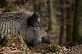 Wildschwein Sus scrofa