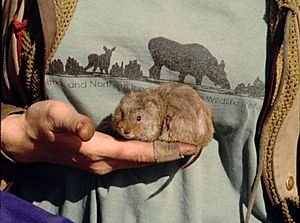 Yellow-cheeked vole.jpg