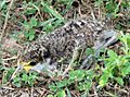 Young Masked Lapwing