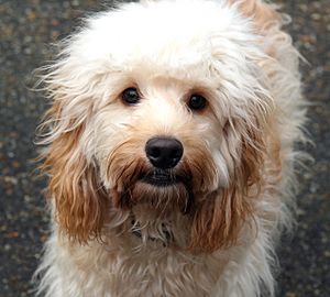 Adult Cockapoo