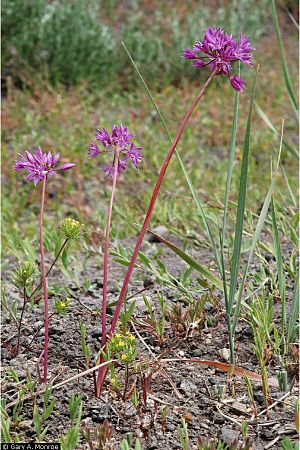 Allium Bisceptrum Flower