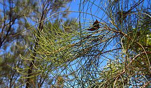 Allocasuarina luehmannii foliage