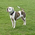 American Bulldog 600