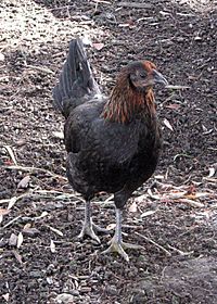 American Game hen.jpg