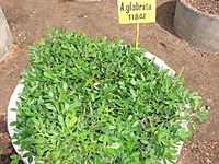 Arachis glabrata at DGR