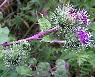 Arctium lappa02