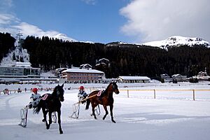 Arosa pferde09 012