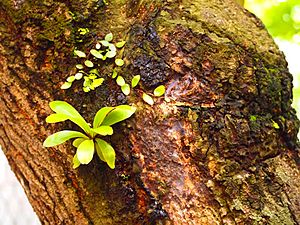 Asplenium nidus seedling