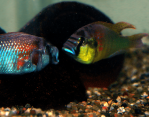 Astatotilapia burtoni.png