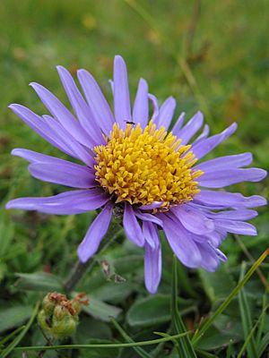 Aster alpinus Jul2003