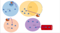 Autocrine and Paracrine