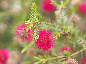 Beaufortia purpurea (leaves, flowers).JPG