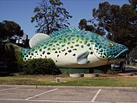 Big MurrayCod SwanHill.jpg