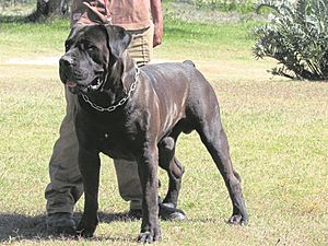 Black Boerboel