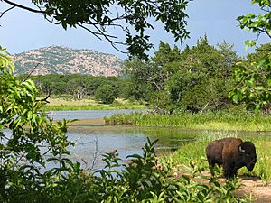 Buffalo and French Lake