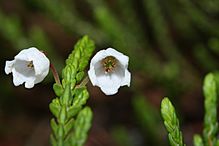 Cassiope mertensiana 9166.JPG